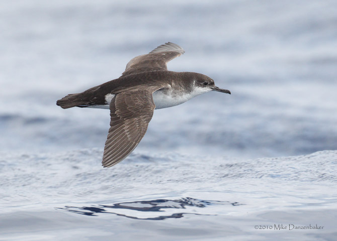 Manx Shearwater (Puffinus puffinus) Photo Image