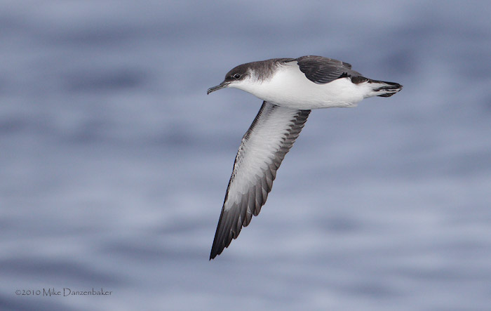 Manx Shearwater (Puffinus puffinus) photo