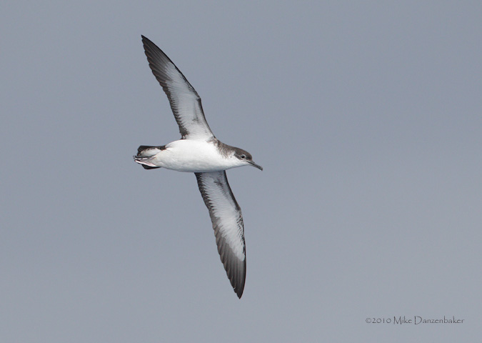 Manx Shearwater (Puffinus puffinus) photo
