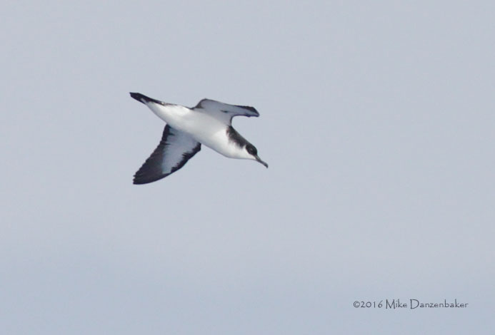 Newell's Shearwater (Puffinus newelli) photo