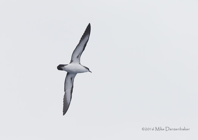 Newell's Shearwater (Puffinus newelli) photo