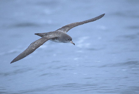 Pink-footed Shearwater (Puffinus creatopus) photo image