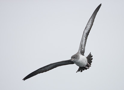 Pink-footed Shearwater (Puffinus creatopus) photo image