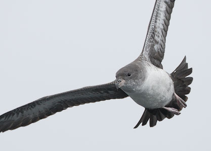 Pink-footed Shearwater (Puffinus creatopus) photo image
