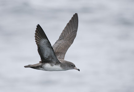 Pink-footed Shearwater (Puffinus creatopus) photo