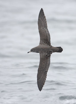 Pink-footed Shearwater (Puffinus creatopus) photo image