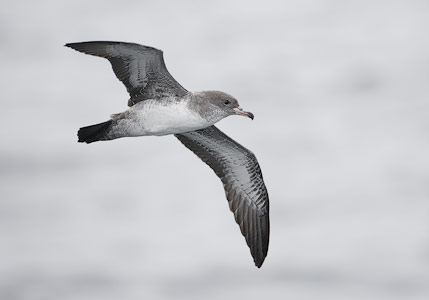 Pink-footed Shearwater (Puffinus creatopus) photo image