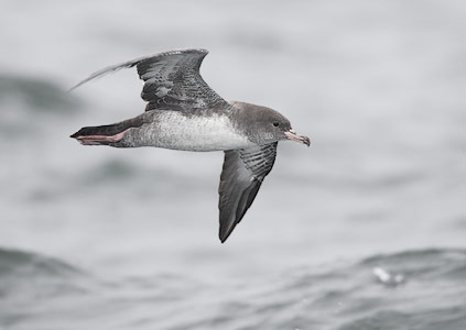 Pink-footed Shearwater (Puffinus creatopus) photo image