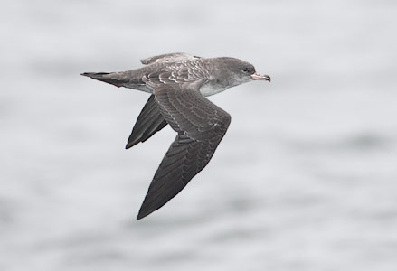 Pink-footed Shearwater (Puffinus creatopus) photo image