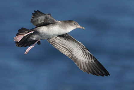 Pink-footed Shearwater (Puffinus creatopus) photo