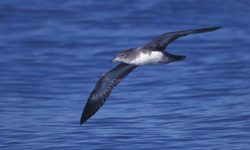 Pink-footed Shearwater (Puffinus creatopus) photo image
