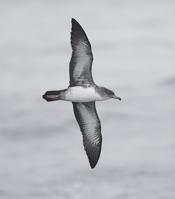 Pink-footed Shearwater (Puffinus creatopus) photo image
