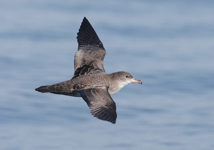 Pink-footed Shearwater (Puffinus creatopus) photo image