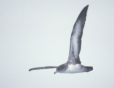 Pink-footed Shearwater (Puffinus creatopus) photo image