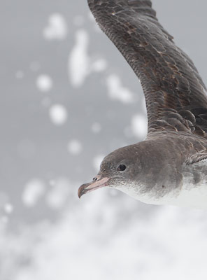 Pink-footed Shearwater (Puffinus creatopus) photo image