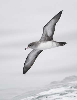 Pink-footed Shearwater (Puffinus creatopus) photo image