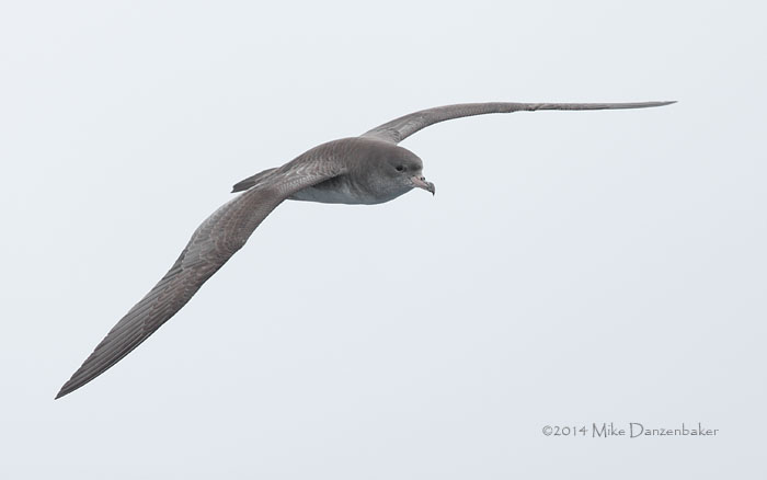 Pink-footed Shearwater (Puffinus creatopus) photo image