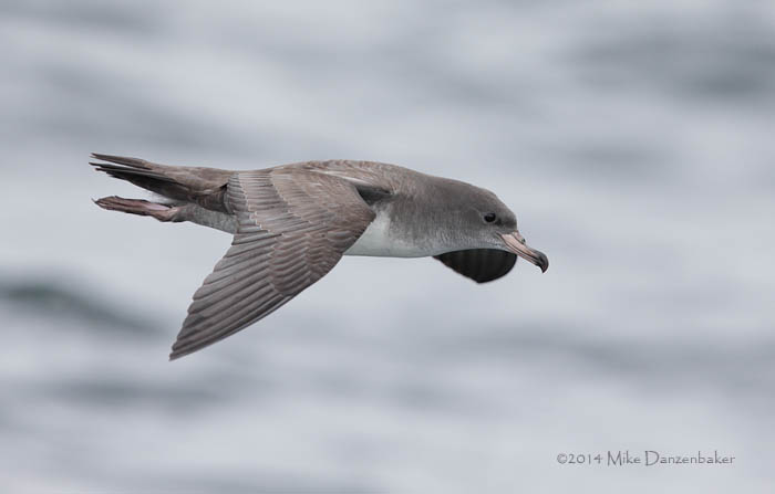Pink-footed Shearwater (Puffinus creatopus) photo image