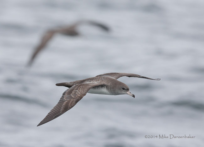 Pink-footed Shearwater (Puffinus creatopus) photo image