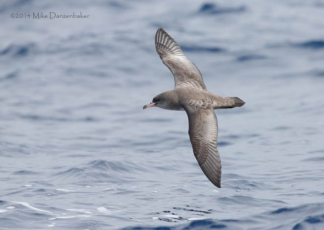 Pink-footed Shearwater (Puffinus creatopus) photo image