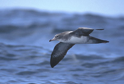 Pink-footed Shearwater (Puffinus creatopus) photo image