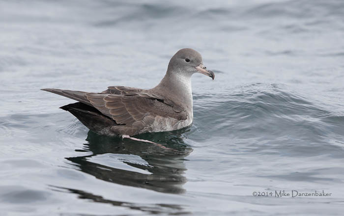 Pink-footed Shearwater (Puffinus creatopus) photo image