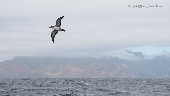 Pink-footed Shearwater (Puffinus creatopus) photo image