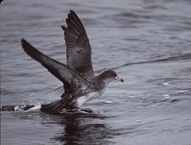 Pink-footed Shearwater (Puffinus creatopus) photo image
