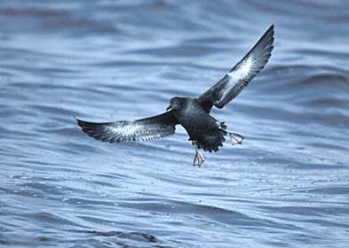 Sooty Shearwater (Puffinus griseus) photo image