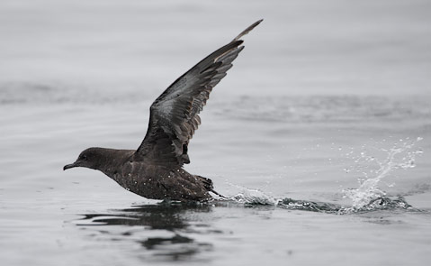 Sooty Shearwater (Puffinus griseus) photo