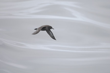 Sooty Shearwater (Puffinus griseus) photo image