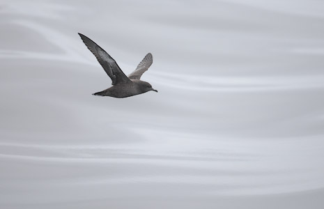Sooty Shearwater (Puffinus griseus) photo image