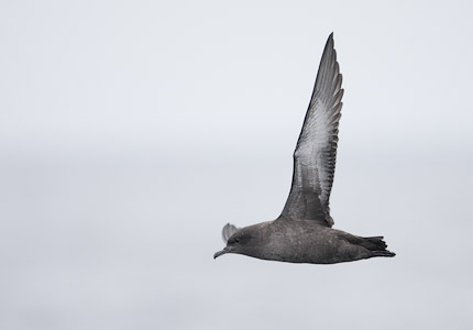 Sooty Shearwater (Puffinus griseus) photo image