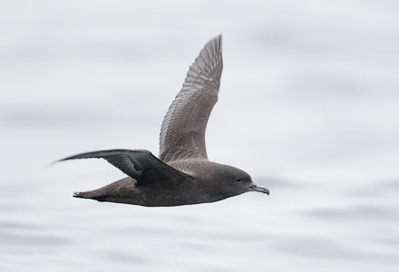 Sooty Shearwater (Puffinus griseus) photo image