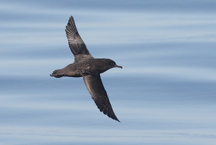 Sooty Shearwater (Puffinus griseus) photo image