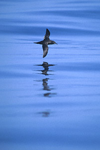 Sooty Shearwater (Puffinus griseus) photo image