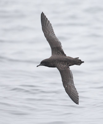 Sooty Shearwater (Puffinus griseus) photo image