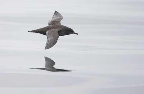 Sooty Shearwater (Puffinus griseus) photo image