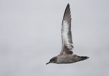 Sooty Shearwater (Puffinus griseus) photo image
