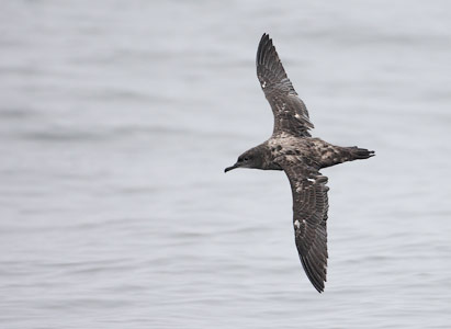 Sooty Shearwater (Puffinus griseus) photo