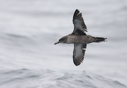 Sooty Shearwater (Puffinus griseus) photo image