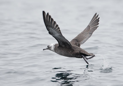 Sooty Shearwater (Puffinus griseus) photo image
