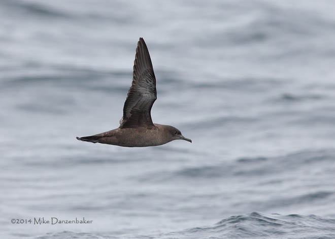Sooty Shearwater (Puffinus griseus) photo image