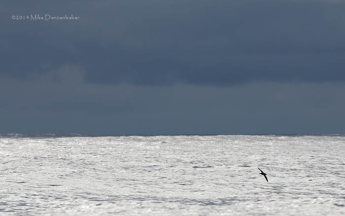Sooty Shearwater (Puffinus griseus) photo image