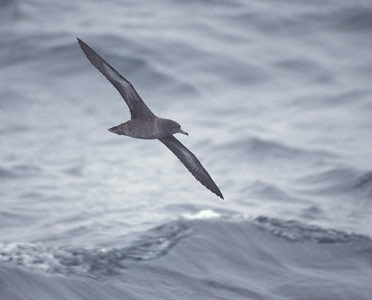 Sooty Shearwater (Puffinus griseus) photo image