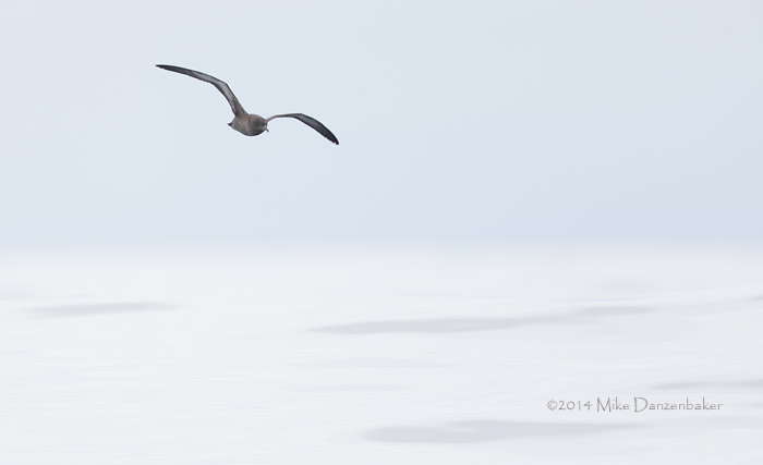 Sooty Shearwater (Puffinus griseus) photo image