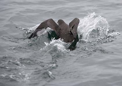 Sooty Shearwater (Puffinus griseus) photo