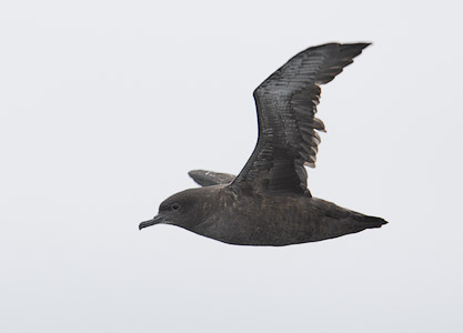 Sooty Shearwater (Puffinus griseus) photo image