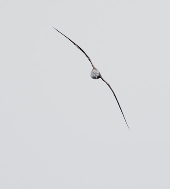 Streaked Shearwater (Calonectris leucomelas) photo image