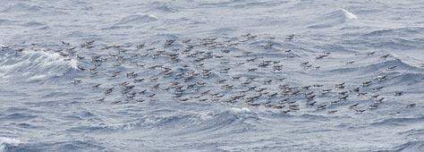 Streaked Shearwater (Calonectris leucomelas) photo image